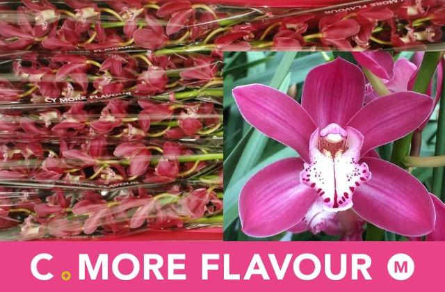 <h4>CYMB MI EARLIFLAME</h4>