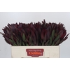 Leucadendron Saf Sunset Dark R.