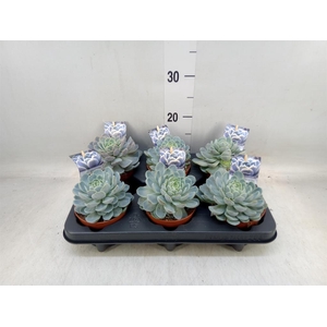 Echeveria   ...