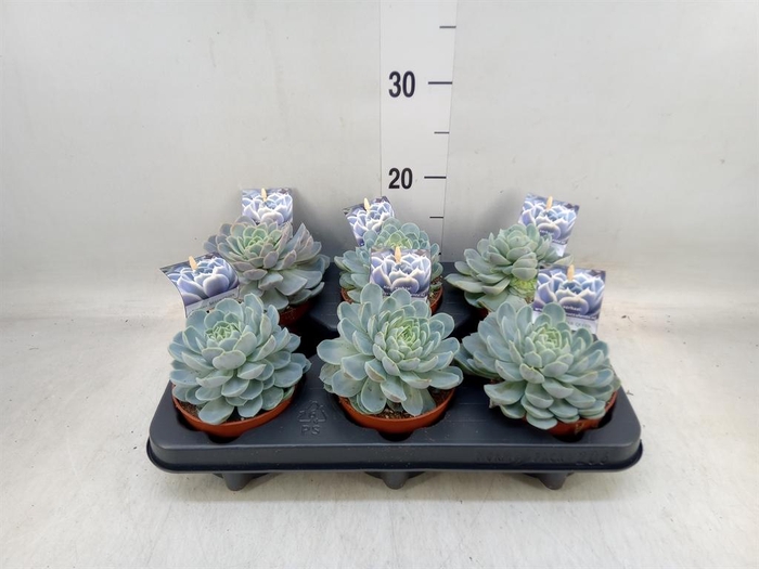<h4>Echeveria   ...</h4>