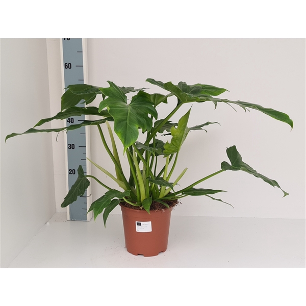 <h4>Philodendron Lacerum</h4>