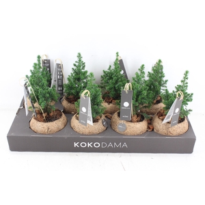arr3 Kokoplant - Picea kokosbol x8