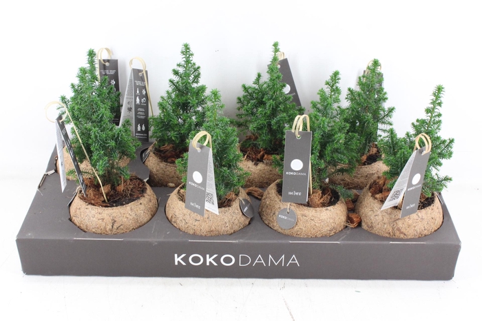<h4>arr3 Kokoplant - Picea kokosbol x8</h4>