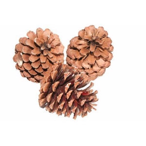 Deco Pinecone Maritima 100pcs L10 Natural