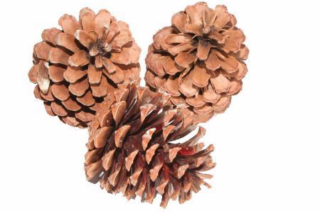 <h4>Deco Pinecone Maritima 100pcs L10 Natural</h4>