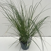 Cortaderia selloana