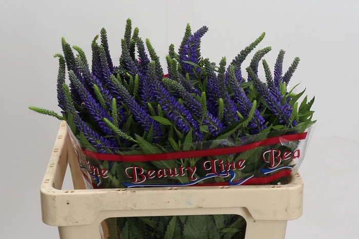 <h4>Veronica Skyler Blue</h4>