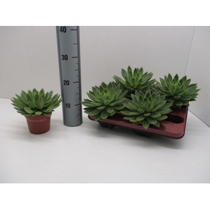 Echeveria agavoides