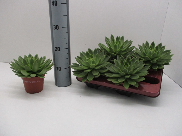 <h4>Echeveria agavoides</h4>