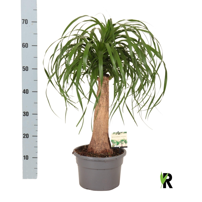 <h4>BEAUCARNEA RECUR</h4>