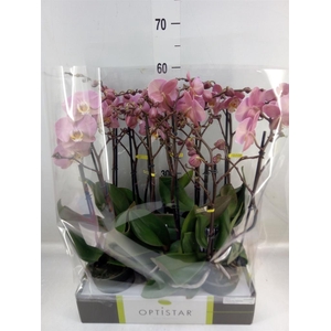 Phalaenopsis  'Ant Padova'