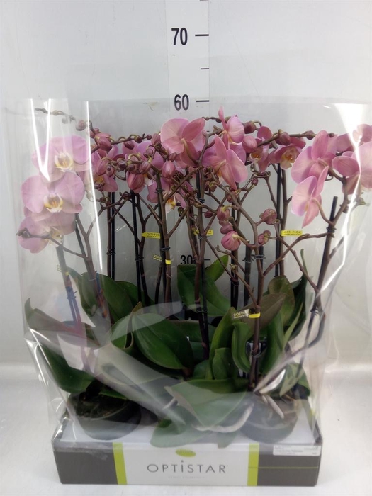 <h4>Phalaenopsis 'Ant Padova'</h4>