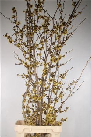 <h4>Hama Mollis Yellow</h4>