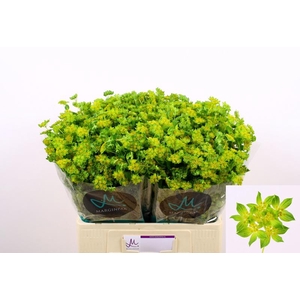 Bupleurum Rotundifolium Marginpar