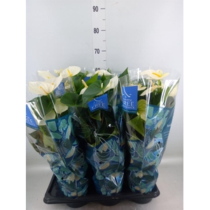 Anthurium  'Karma White'