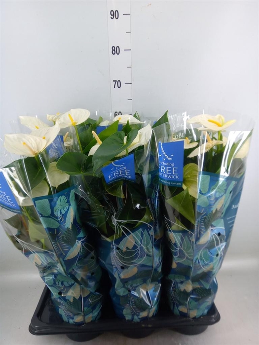 <h4>Anthurium  'Karma White'</h4>
