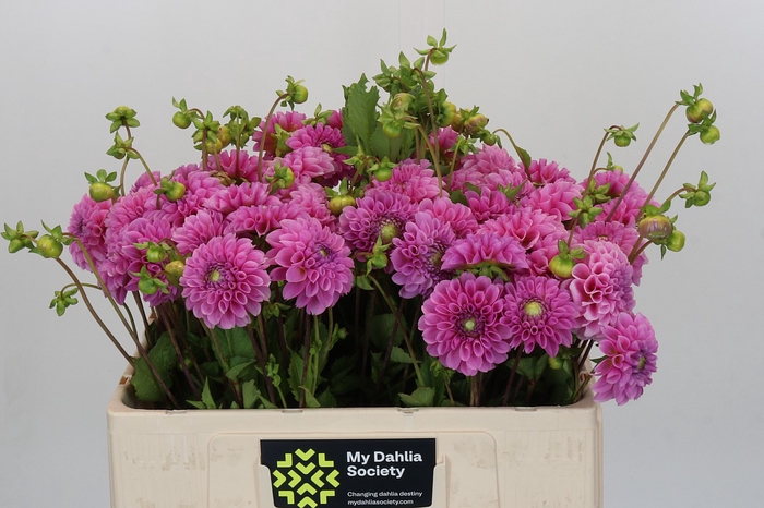 <h4>Dahlia Stolze von Berlin</h4>