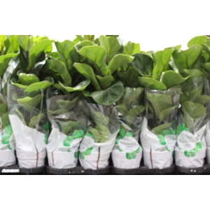 FICUS LYRATA BAMBINO P15 COMPACTO