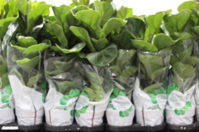 <h4>FICUS LYRATA BAMBINO P15 COMPACTO</h4>
