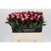 Paeonia The Fawn