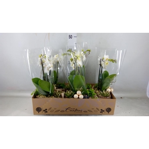 Arr.  Phalaenopsis  H%