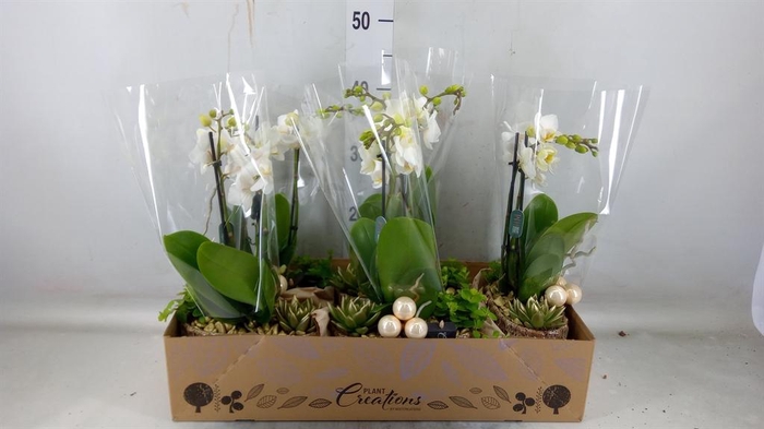 <h4>Arr. Phalaenopsis H%</h4>