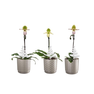 Sarah p12 silver mix Paphiopedilum Pinocchio 1T