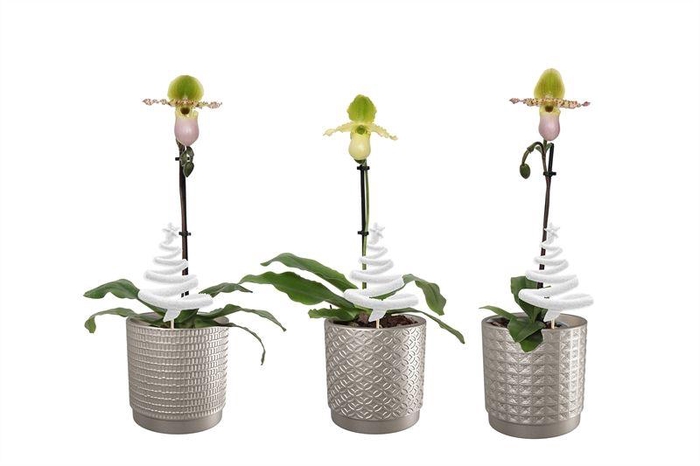 <h4>Sarah p12 silver mix Paphiopedilum Pinocchio 1T</h4>
