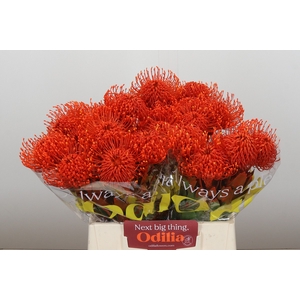 Nutans Painted Orange