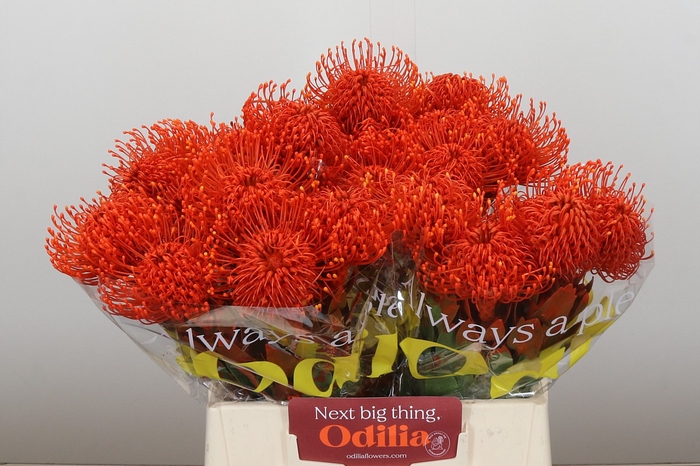 <h4>Nutans Painted Orange</h4>