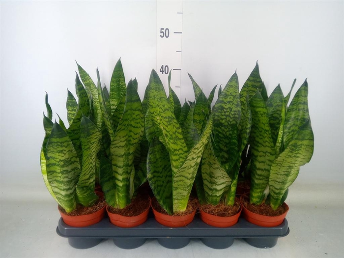 <h4>Sansevieria zeylanica</h4>