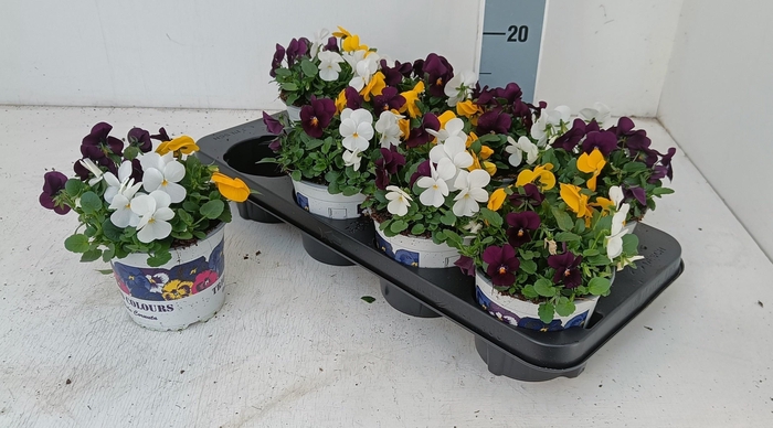 <h4>VIO TRICOLOR</h4>