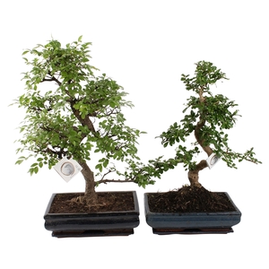 Bonsai Mixed in 35cm Ceramic with Saucer