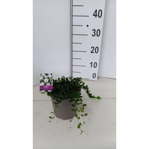 Vinca minor (Plena Grp)