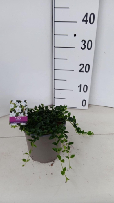 <h4>Vinca minor (Plena Grp)</h4>