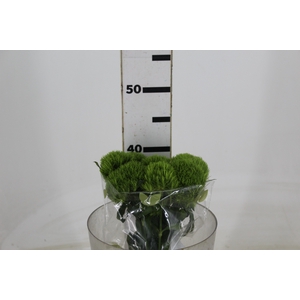 DIANTHUS KIWI MELLOW 040 CM