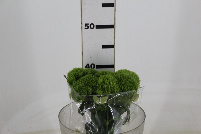 DIANTHUS KIWI MELLOW 040 CM