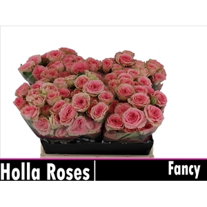 Rosa spray fancy