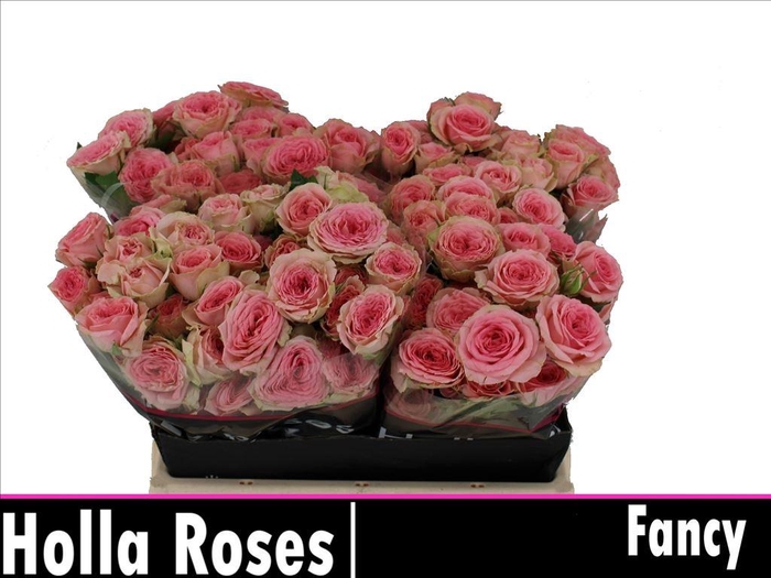 <h4>Rosa spray fancy</h4>