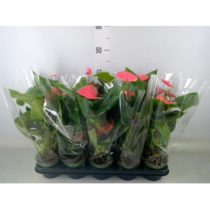 Anthurium andr. 'Sweet Dream'