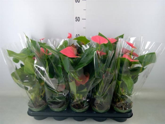<h4>Anthurium andr. 'Sweet Dream'</h4>