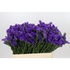 Limonium Sinuatum Navy Sun Birds