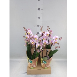 Phalaenopsis  'Corolla Beach'