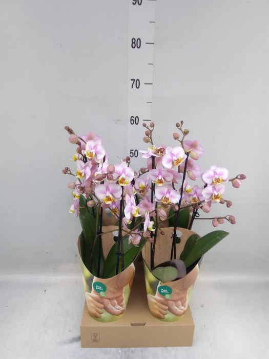 <h4>Phalaenopsis  'Corolla Beach'</h4>