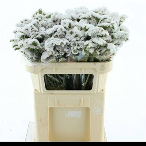 LIMONIUM ST WHITE BIRDS X50