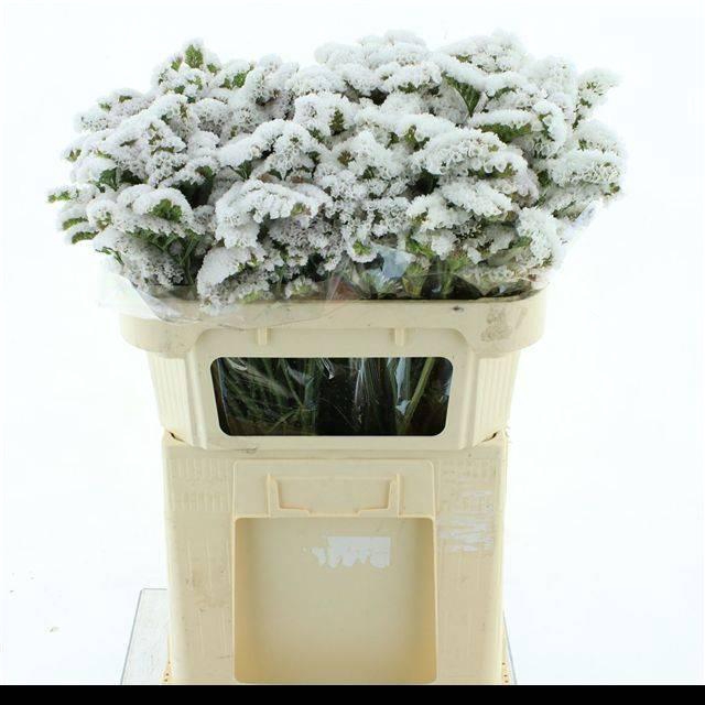 <h4>LIMONIUM ST WHITE BIRDS X50</h4>