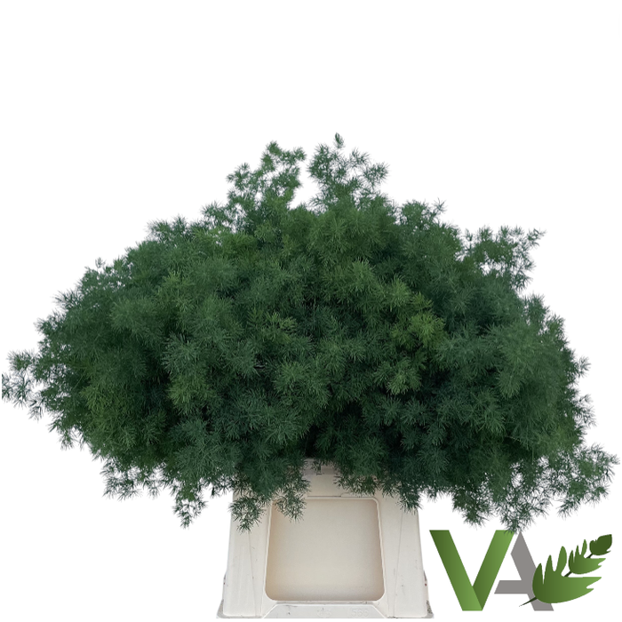 <h4>ASP UMBELLATUS</h4>