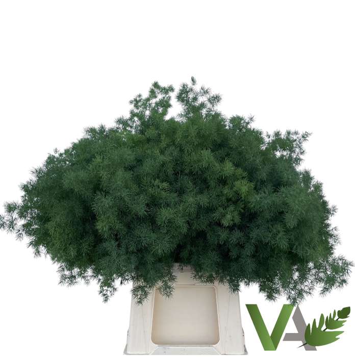 <h4>ASP UMBELLATUS</h4>