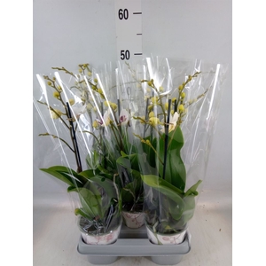 Phalaenopsis   ...white