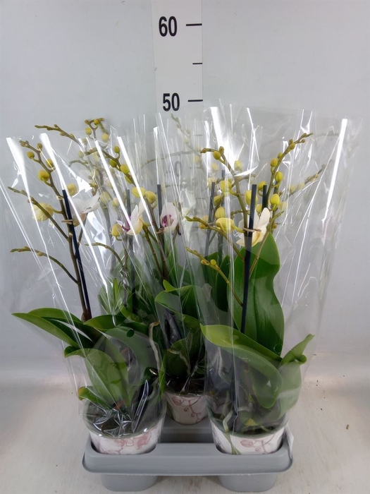 <h4>Phalaenopsis   ...white</h4>